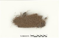 藏品(小鼠尾苔屬)的圖片